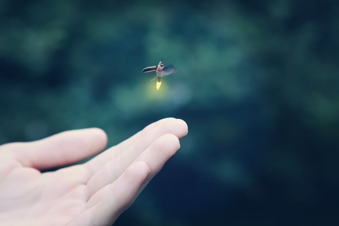 Firefly Flying Away from a Child's Hand