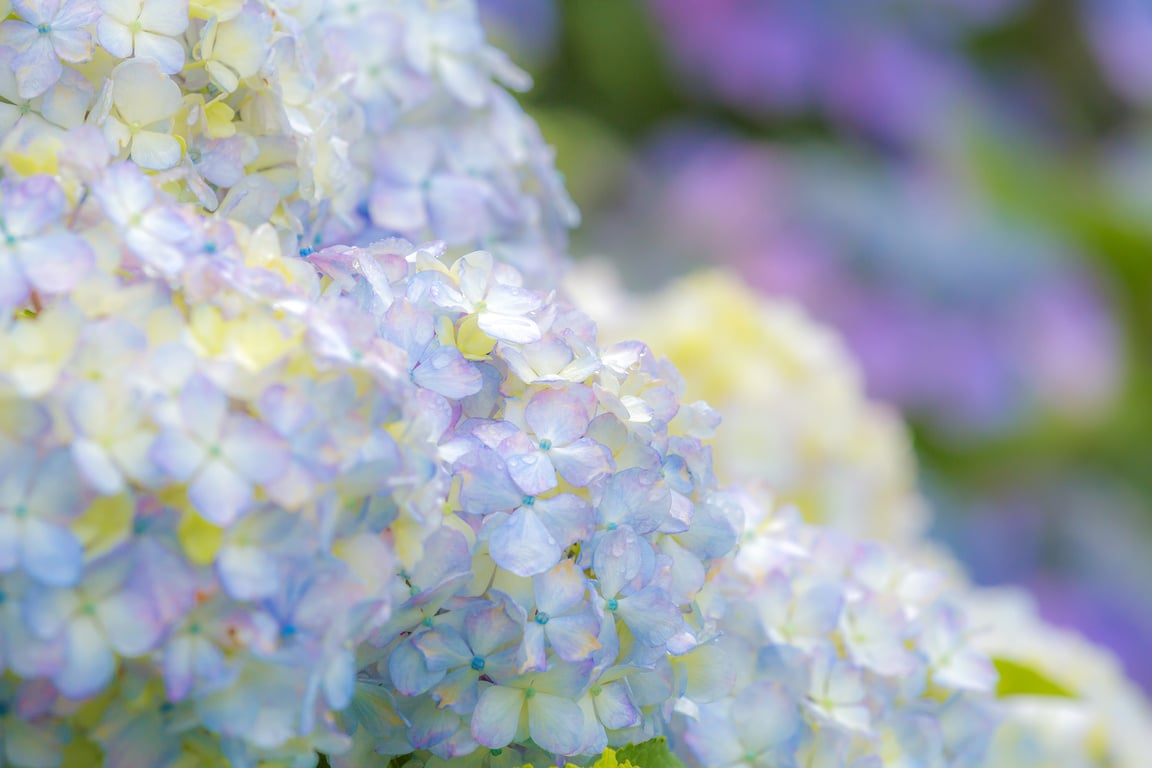 Hydrangea